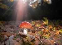 DSC_7441s.jpg