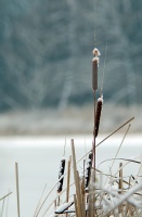 Csendélet_DSC_0189.JPG