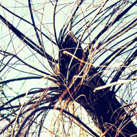 tamaris...abstract
