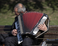 A Harmónikás.jpg