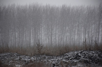 DSC_6333.JPG