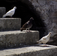 Sorakozó.jpg