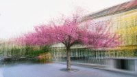 Gabor_I_Nagy_Sakura