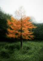 Gabor_I_Nagy_Ciprus